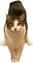 cat_triangle_stance emote for Discord