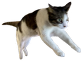 cat_hop emote for Discord