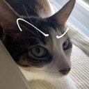 cat_eyebrow_raise emote for Discord
