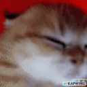 catshit emote for Discord