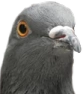 Pigeon emote for Discord