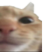 cat_2 emote for Discord