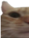 cat_1 emote for Discord