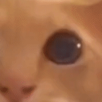 cat_blink emote for Discord