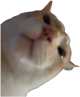 fenbert emote for Discord