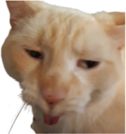 fenathan emote for Discord