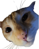 fendle emote for Discord