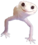 PitPit emote for Discord