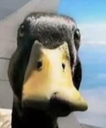 duckstare emote for Discord