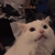 catscream emote for Discord
