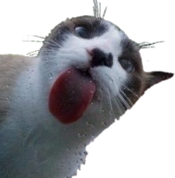 cat_licks emote for Discord