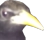 yoobird emote for Discord