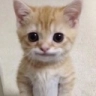 SmileCat emote for Discord
