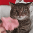 FlowerCat emote for Discord
