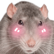 rat_flushed emote for Discord