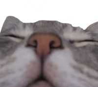 sleepy_cat emote for Discord