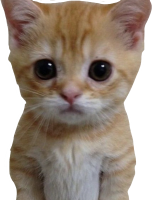 crying_cat emote for Discord