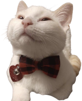 bowtie_fan emote for Discord