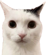 cat_stare emote for Discord
