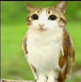 meowl emote for Discord
