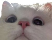 kitten_stare emote for Discord
