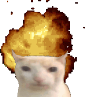 catanut emote for Discord