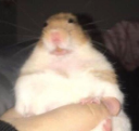 Ugly_hamster emote for Discord