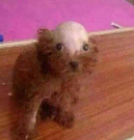 Bald_dog emote for Discord