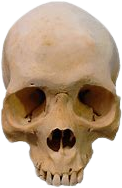 Skull_irl emote for Discord