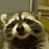 raccoon_eat emote for Discord