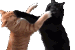 CatFight emote for Discord
