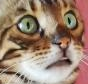 IndiVietnam emote for Discord