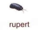 rupert emote for Discord
