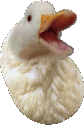 beanduck emote for Discord