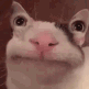 aliencattalk emote for Discord