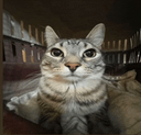 catstare2 emote for Discord