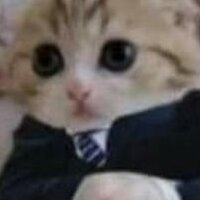 gatodeterno emote for Discord