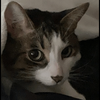 cat_stare emote for Discord