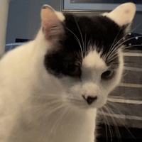 cat_startled emote for Discord
