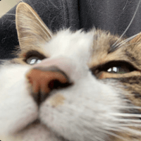 cat_closestare emote for Discord