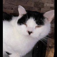 cat_high emote for Discord