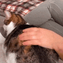 cat_pats emote for Discord