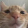 SadCat emote for Discord