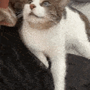cat_nothoughts emote for Discord