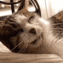 sleepy_cat emote for Discord