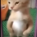 catflex emote for Discord