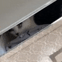 cat_bin emote for Discord