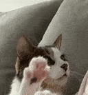 cat_hello emote for Discord