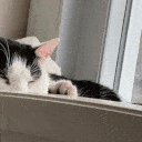 cats_peeking emote for Discord