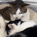 cats emote for Discord